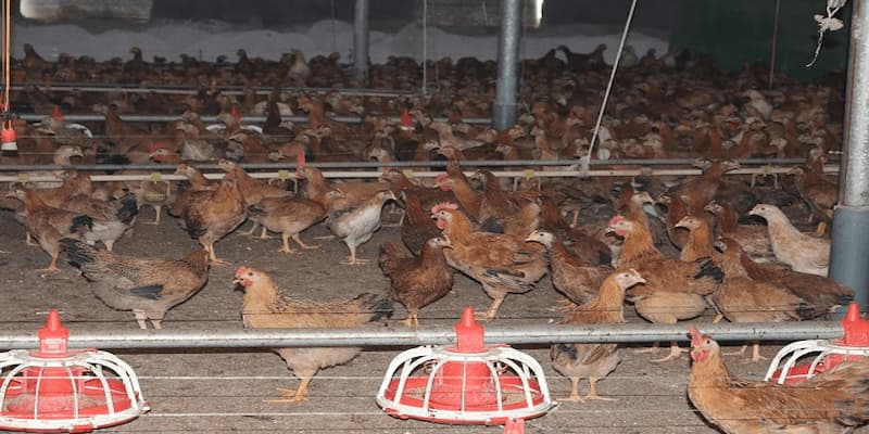 Gà Ri: Giống Gà Chiến Được Ưa Chuộng Nhất Của Kê Thủ 4 Những lưu ý khi nuôi và chăm sóc gà ri