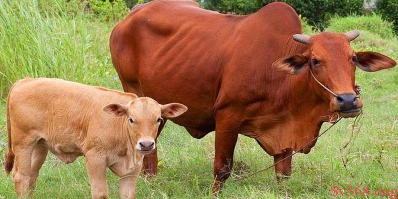 Ý nghĩa việc mơ thấy con bò