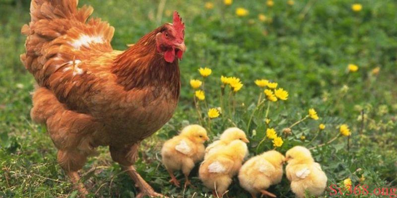 mơ thấy con gà Những con gà thường mang hàm ý gì trong văn hóa Việt Nam?