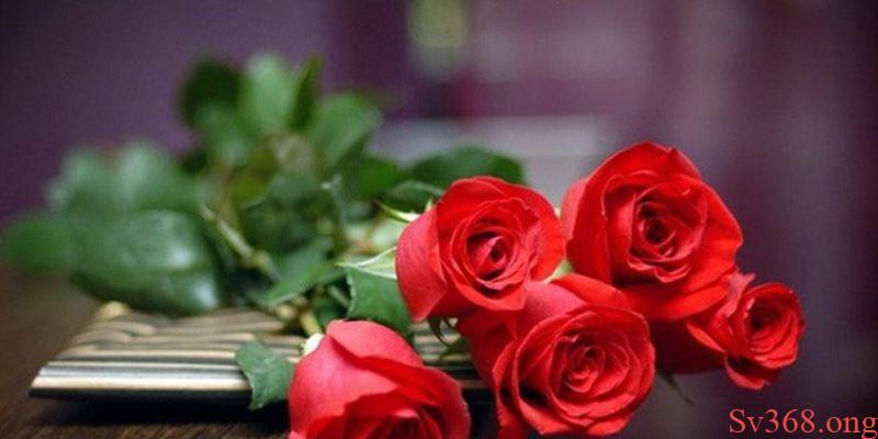 Mơ thấy hoa hồng Mơ thấy hoa hồng