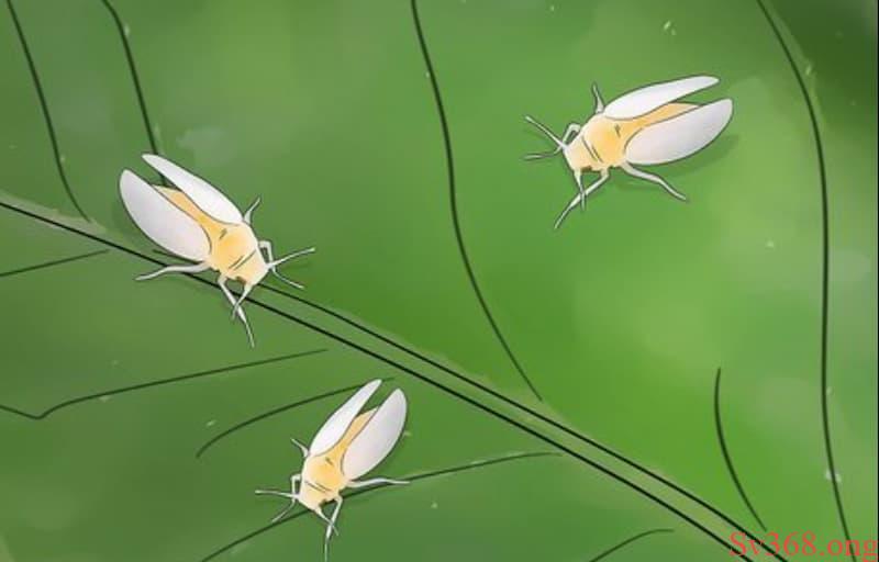 nằm mơ thấy côn trùng