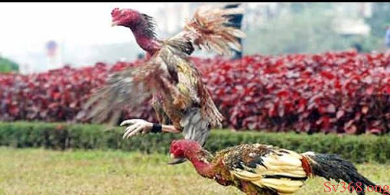Mẹo Gà Chọi Đá 3 Hồ Nghỉ Mấy Ngày? Lợi Ích Gà Nghỉ Ngơi 7 Lợi ích khi áp dụng phương pháp