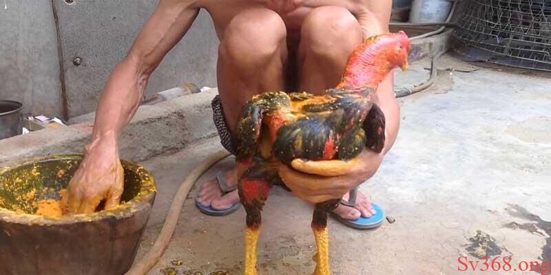 Cách Làm Gà Chọi Khỏe Chân Chỉ Từ Việc Luyện Tập 2 Om bóp nghệ, rượu cho gà thường xuyên