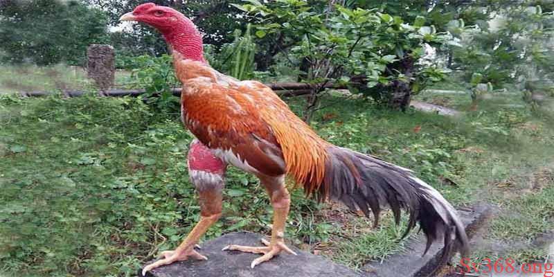 Hướng Dẫn Cách Nuôi Gà Chọi Có Thể Lực Tốt Hiện Nay 1 Cách nuôi gà chọi có thể lực tốt theo từng giai đoạn