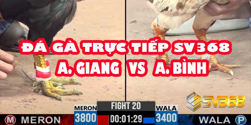 Đá Gà Trực Tiếp SV368: A Giang vs A Bình | Kèo 30 Triệu Full HD 2 Đá Gà Trực Tiếp SV368: A Giang vs A Bình | Kèo 30 Triệu Full HD