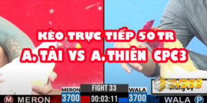 Trực tiếp Đá Gà 50 Triệu: A Tài vs A Thiện - Trận Cầu Không Khoan Nhượng