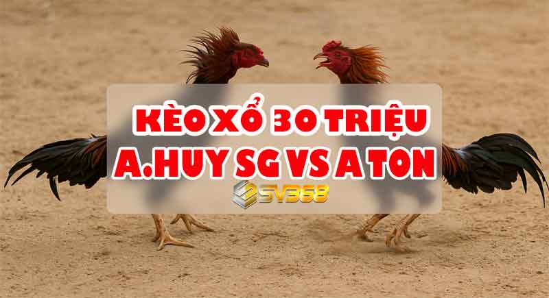 Trực tiếp Đá Gà 30 Triệu: A Huy SG vs A Tồn
