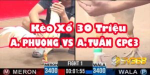 Trực tiếp Đá Gà 30 Triệu: A Phương vs A Tuấn - Khi Hai Thế Hệ Chạm Trán