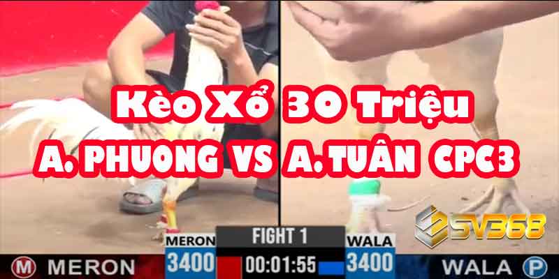 Trực tiếp Đá Gà 30 Triệu: A Phương vs A Tuấn - Khi Hai Thế Hệ Chạm Trán